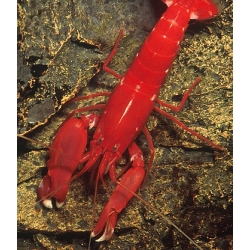 Рак-щелкун красный (Креветка-щелкун) (Alpheidae Gen.sp.)
